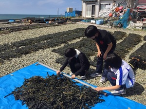 ワカメ.JPG
